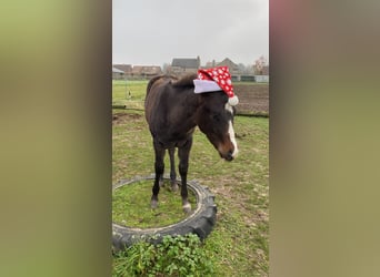 Paint Horse, Stallion, 1 year, 14.3 hh, Smoky-Black