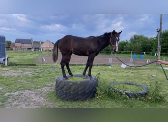 Paint Horse, Stallion, 1 year, 14.3 hh, Smoky-Black