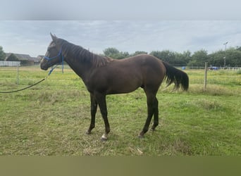 Paint Horse, Stallion, 1 year, 14.3 hh, Smoky-Black