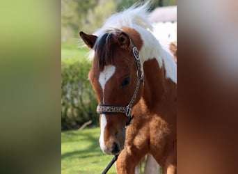Paint Horse, Stallion, 1 year, 14.3 hh, Tobiano-all-colors