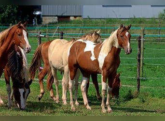 Paint Horse, Stallion, 1 year, 14,3 hh, Tobiano-all-colors