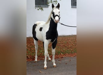 Paint Horse, Stallion, 1 year, 14,3 hh, Tovero-all-colors