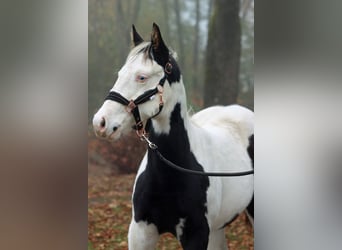 Paint Horse, Stallion, 1 year, 14,3 hh, Tovero-all-colors