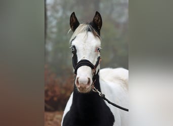 Paint Horse, Stallion, 1 year, 14,3 hh, Tovero-all-colors