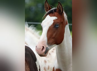 Paint Horse, Stallion, 1 year, 14.3 hh, Tovero-all-colors
