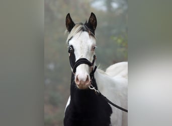 Paint Horse, Stallion, 1 year, 14,3 hh, Tovero-all-colors