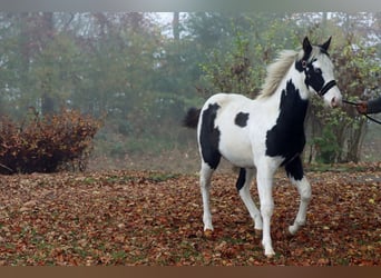 Paint Horse, Stallion, 1 year, 14,3 hh, Tovero-all-colors