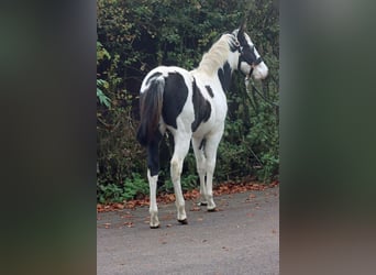 Paint Horse, Stallion, 1 year, 14,3 hh, Tovero-all-colors