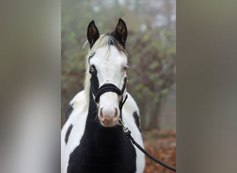 Paint Horse, Stallion, 1 year, 14,3 hh, Tovero-all-colors