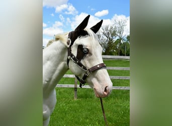 Paint Horse, Stallion, 1 year, 14 hh, Pinto
