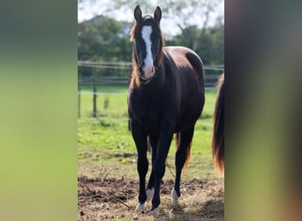 Paint Horse, Stallion, 1 year, 14,2 hh, Black