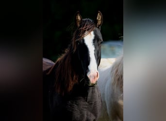 Paint Horse, Stallion, 1 year, 14,2 hh, Black