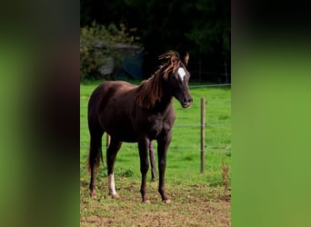 Paint Horse, Stallion, 1 year, 14,2 hh, Black