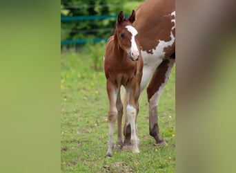 Paint Horse, Stallion, 1 year, 14,2 hh, Overo-all-colors
