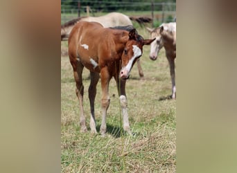 Paint Horse, Stallion, 1 year, 14,2 hh, Overo-all-colors