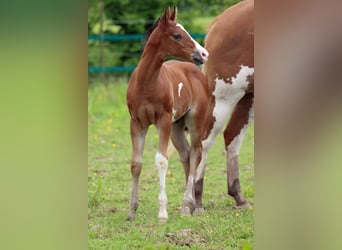 Paint Horse, Stallion, 1 year, 14,2 hh, Overo-all-colors