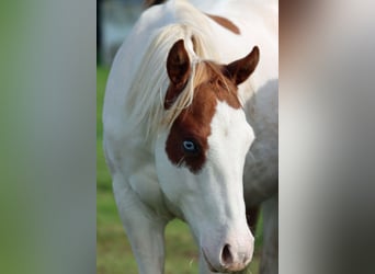 Paint Horse, Stallion, 1 year, 14,2 hh, Overo-all-colors