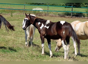 Paint Horse, Stallion, 1 year, 14,2 hh, Tobiano-all-colors