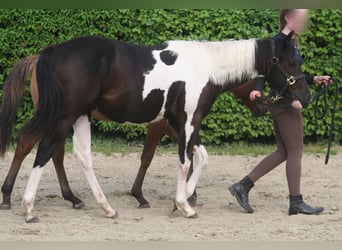 Paint Horse, Stallion, 1 year, 14,3 hh, Black