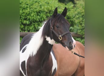 Paint Horse, Stallion, 1 year, 14,3 hh, Black