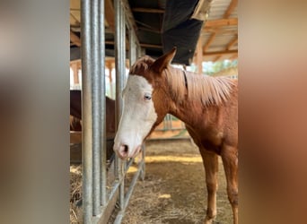 Paint Horse, Stallion, 1 year, 14,3 hh, Chestnut-Red