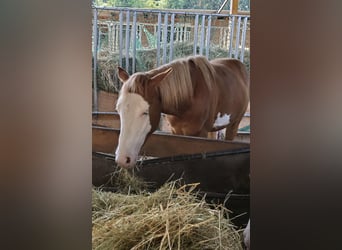 Paint Horse, Stallion, 1 year, 14,3 hh, Chestnut-Red