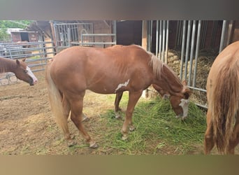 Paint Horse, Stallion, 1 year, 14,3 hh, Chestnut-Red