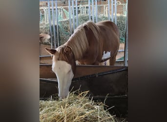 Paint Horse, Stallion, 1 year, 14,3 hh, Chestnut-Red