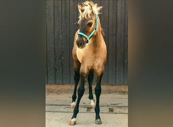 Paint Horse, Stallion, 1 year, 14,3 hh, Grullo