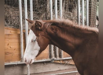 Paint Horse, Stallion, 1 year, 14,3 hh, Overo-all-colors