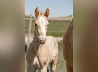 Paint Horse, Stallion, 1 year, 14,3 hh, Palomino