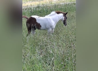 Paint Horse, Stallion, 1 year, 14,3 hh, Tobiano-all-colors