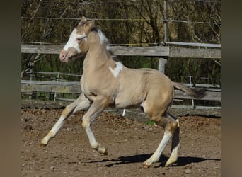 Paint Horse, Stallion, 1 year, 15,1 hh, Champagne