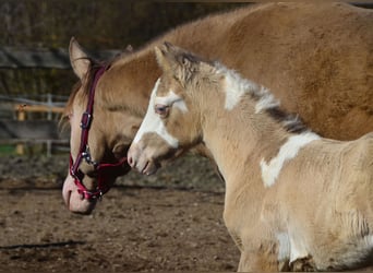 Paint Horse, Stallion, 1 year, 15,1 hh, Champagne