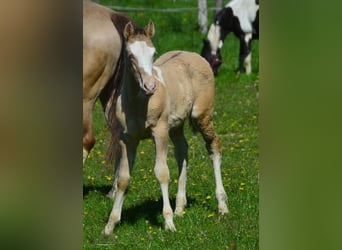 Paint Horse, Stallion, 1 year, 15,1 hh, Champagne