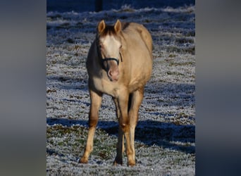 Paint Horse, Stallion, 1 year, 15,1 hh, Champagne