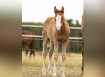 Paint Horse, Stallion, 1 year, 15.1 hh, Chestnut-Red