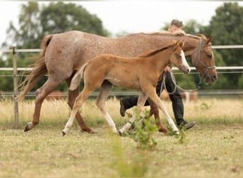 Paint Horse, Stallion, 1 year, 15.1 hh, Chestnut-Red