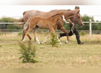 Paint Horse, Stallion, 1 year, 15.1 hh, Chestnut-Red