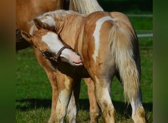 Paint Horse, Stallion, 1 year, 15.1 hh, Pinto