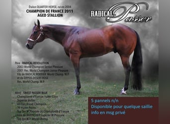 Paint Horse, Stallion, 1 year, 15.1 hh, Smoky-Black