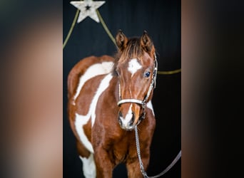 Paint Horse, Stallion, 1 year, 15.1 hh, Tobiano-all-colors