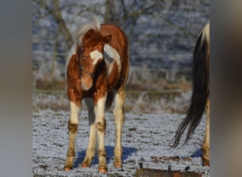 Paint Horse, Stallion, 1 year, 15,1 hh, Tobiano-all-colors