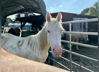 Paint Horse, Stallion, 1 year, 15.1 hh, Tovero-all-colors