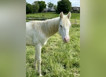 Paint Horse, Stallion, 1 year, 15.1 hh, Tovero-all-colors