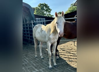 Paint Horse, Stallion, 1 year, 15.1 hh, Tovero-all-colors