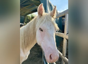 Paint Horse, Stallion, 1 year, 15.1 hh, Tovero-all-colors