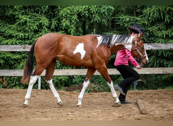 Paint Horse, Stallion, 1 year, 15.1 hh, Tovero-all-colors