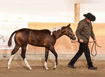 Paint Horse, Stallion, 1 year, 15.2 hh, Buckskin