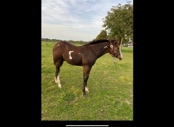 Paint Horse, Stallion, 1 year, 15.2 hh, Overo-all-colors